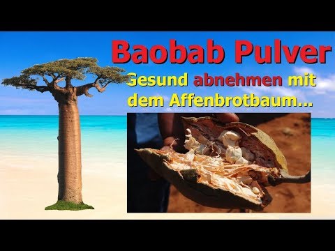 Baobab Pulver - Gesund abnehmen mit dem Affenbrotbaum