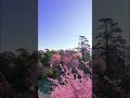It S Cherry Blossom Time In Meghalaya Meghalaya Cherryblossom Shillong Shortsvideo Shorts