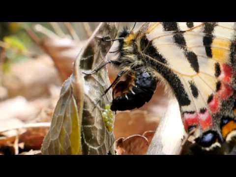 ヒメギフチョウの産卵 GH4