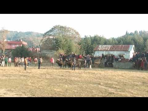 Snake vs Machine ha Bara (Bull fight)