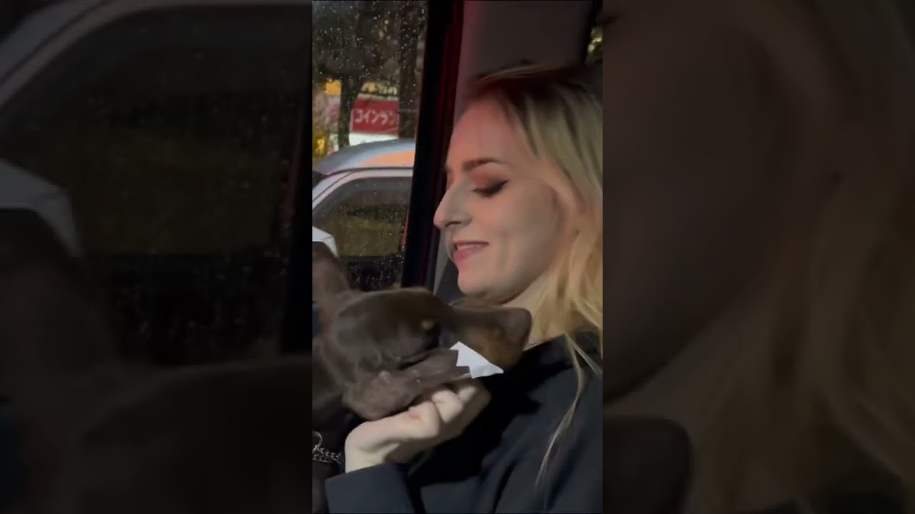 新しい家族を迎える【ドーベルマン】【国際カップル】#shorts