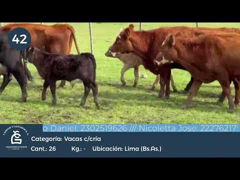 Lote Vc C/ cría - Lima Bs As