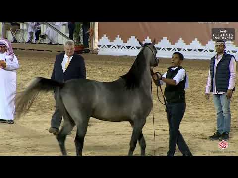 N 188 ANWAR ALSAYED   The Turfah Arabian Horse Show 2023   Colts 2 Years Old Class 8A