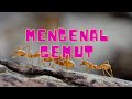 Mengenal Semut Edukasi Anak Indonesia Kids Ant