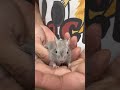シルバーデグーのYouTubeサムネイル画像
