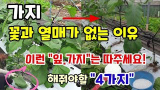 가지꽃과 열매가 없는 이유 곁순제거 가지잎따기 가지수확 많이 하시려면 해야할일 4가지
