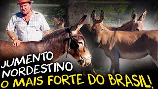 Miniatura do vídeo