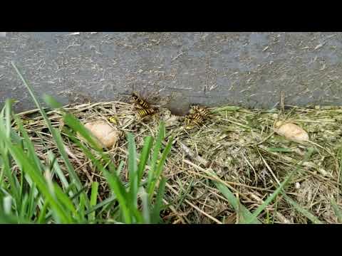 Yellow Jackets Nest in A/C Unit in Eatontown, NJ