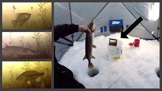 ICE FISHING the WEEDS with UNDERWATER CAMERA - LOTS of ACTION!