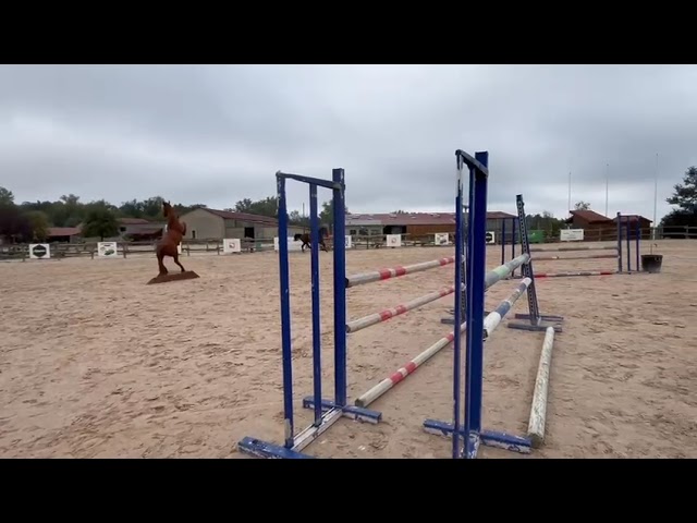 Cheval Selle Fran&ccedil;ais