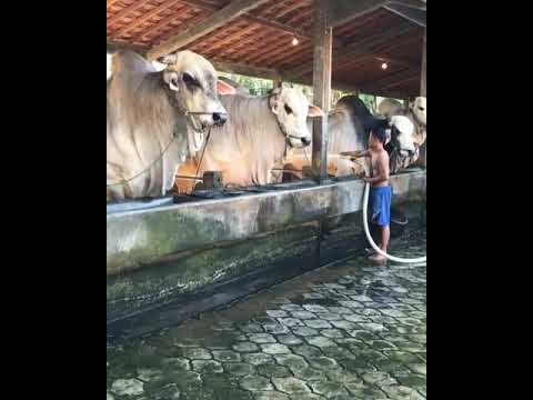 , title : 'коровы Зебу в Индонезии'