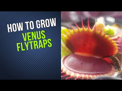 How to Grow Venus Flytraps (Carnivorous Plant Grow Guide)