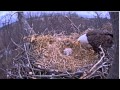 Eaglet food fight - YouTube