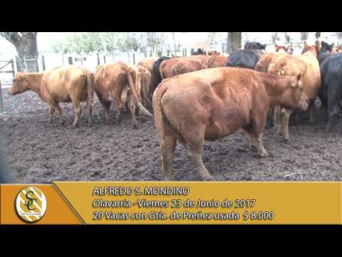 23-06-17 Venta de Vientres - Alfredo S. Mondino - Olavarria