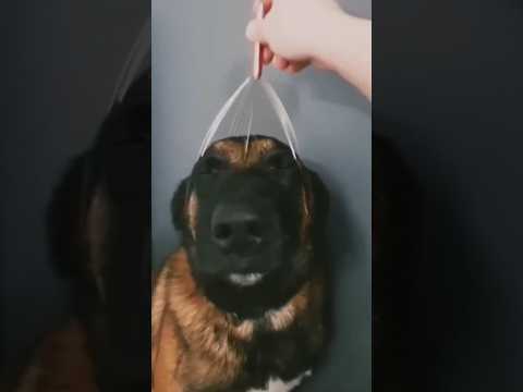 HUND BEKOMMT KOPF MASSAGE 😂🐶 DOG GETS A HEAD MASSAGE #massage #dog #dogs  #funny #puppy #cute #lol