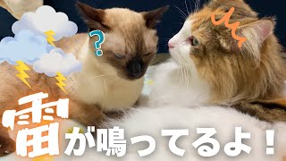 ゲリラ豪雨がやってきた！元野良の保護猫＆生粋の家猫の反応は…【シャム猫/シャムミックス＆北欧猫/ノルウェージャンフォレストキャット】#cat #japanesecat