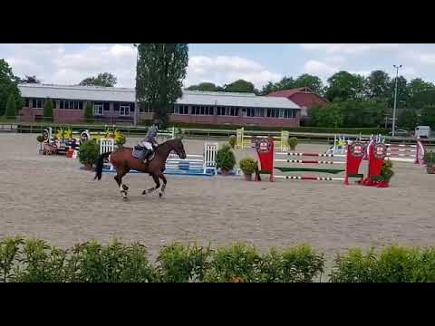 Connador - Holsteiner Wallach von Connor-Quidam de Revel-Lord