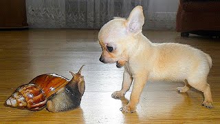 Baby Dogs - Cute and Funny Dog Videos Compilation #53 | Aww Animals