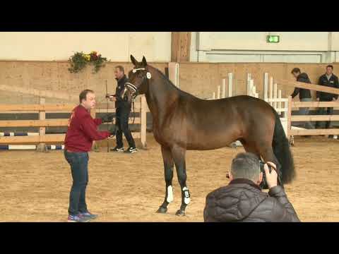 KN 15: Diamant de Semilly x Cassini I