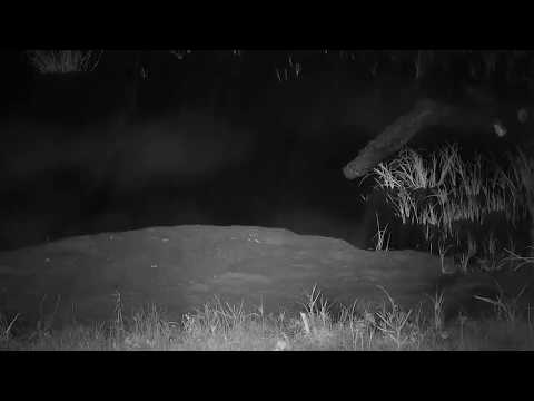 Djuma: Sights and sounds as the rain continues - 22:56 - 01/18/2020
