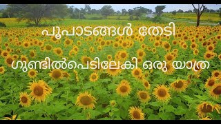 Gundlupete sunflower Garden | New WhatsApp status | Royal enfield | Travel vlog | mallu traveler