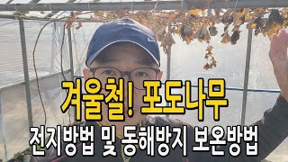 겨울철 포도나무 전지 및 동해 냉해방지 보온방법! 이렇게 하세요~
