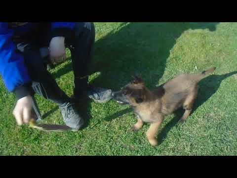 Boric malinois female pup Eli