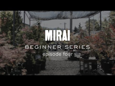 Bonsai Beginner Series - Finding the Front: Conifers