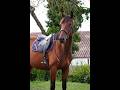 Jument - Selle Français - 4 ans - CSO - Hunter - France