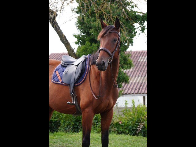 Jument - Selle Fran&ccedil;ais - 4 ans - CSO - Hunter - France