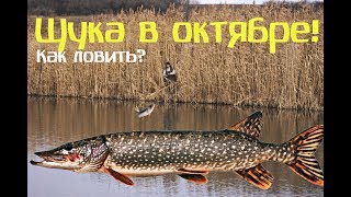 Ловля щуки на реках в октябре