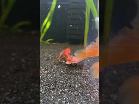 Tiger lotus growth update 3!