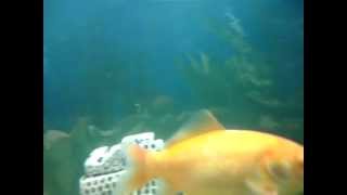 Gold Common goldfish