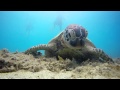 Green sea turtle eating algae on the Langford Reef, Great Barrier Reef