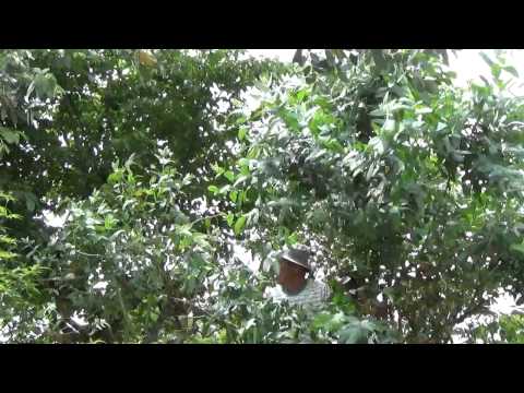 ユーカリガム必須 植物