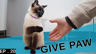 Teaching my Siamese cat to give paw. (He's so clever!)