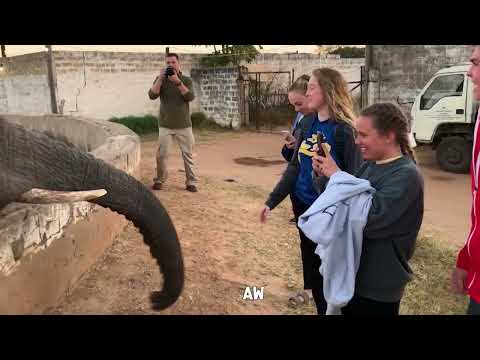 UNEXPECTED Animals Attack on Humans😂 Try Not To Laugh