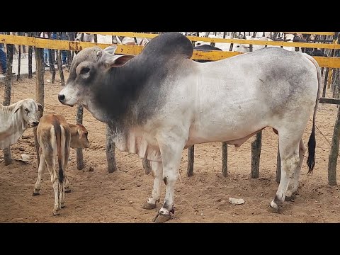 FEIRA DO GADO NO BOLA EM PANELAS- PE  07-12-2025 #nordeste