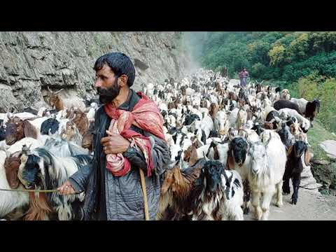 Kashmiri goats. bakriyan