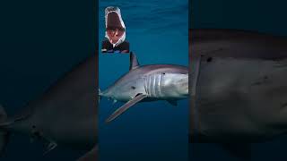 Download lagu Meet the Mako mp3 Download lagu Meet the Mako mp3