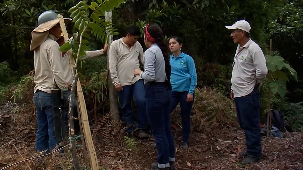 13 ABRIL   CAP 1   ECOQUIN FLORA Y FAUNA   PANCE   VALLE DEL CAUCA