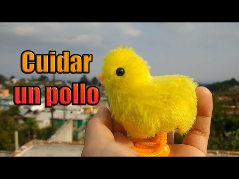 , title : 'Cómo cuidar a tu pollito🐥/ Pollitos de colores'