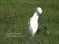 Birds Of Israel Cattle Egret אנפית בקר