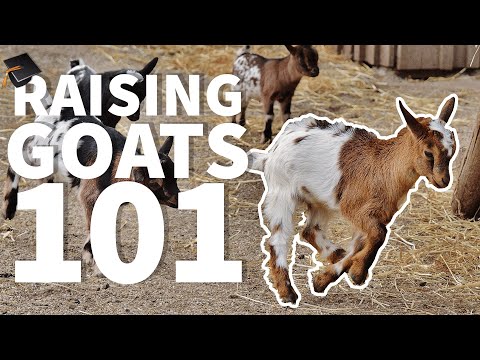 , title : 'Raising Goats 101 🐐: Beginner FAQS'
