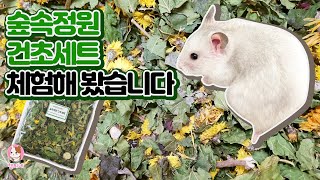 [햄찌네] 자체제작 '숲속정원 건초세트' 햄스터 다람이가 체험해봤어요