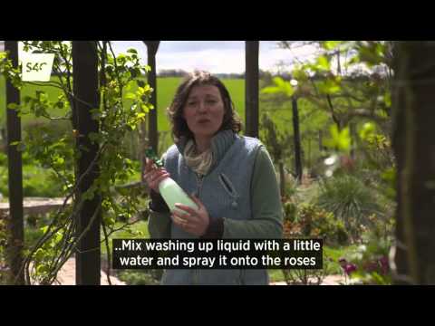 Garddio a Mwy | Tip o'r Top | Tip from the Top - Rhosod Sioned's Roses