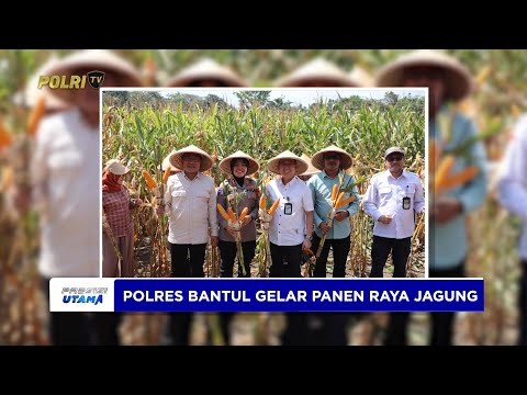 POLRES BANTUL GELAR PANEN RAYA JAGUNG DUKUNG PROGRAM KETAHANAN PANGAN