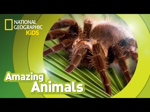 Tarantula 🕷️ | Amazing Animals