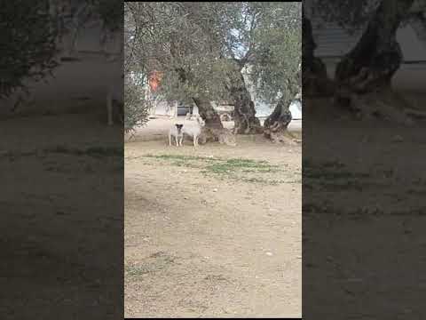 Dayra and Luba Ara Dezember 2023