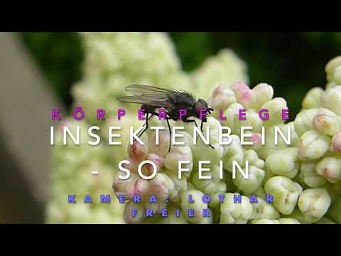 INSEKTENBEIN SO FEIN Körperpflege VOLLBILDMODUS empfohlen